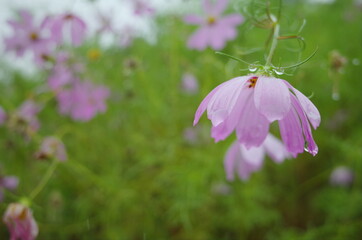 落ち込んだ雨の日の花たち
