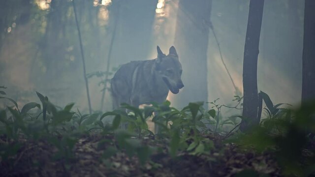 The wolf runs through the morning mystical forest with fog. Wildlife of wild animals in the wild. Slow motion video of a wolf running among the trees.
