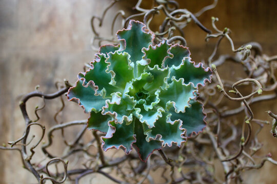 Close-up of echiveria succulent plant on tree branches.