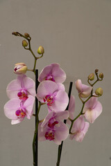 Isolated close-up picture of pink phalenopsis orchid.