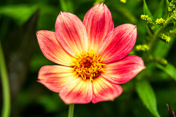 Obraz premium Macro shot of a beautiful wild flower blossom