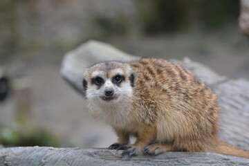 The meerkat, Suricata suricatta or suricate is a small mongoose found in southern Africa. Commonly found in arid, open habitats with little woody vegetation