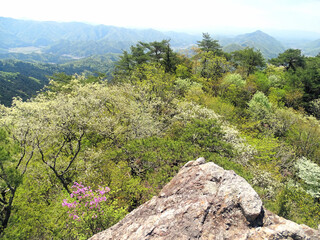 Fototapeta premium 春～初夏の山 新緑 風景