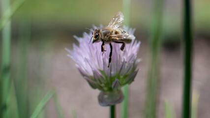 Biene und Schnittlauch, Blüte, Insekt, 