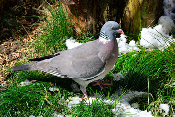 Portrait einer Ringeltaube