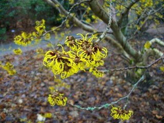 Hamamelis - witch hazel