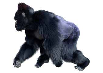 3D Rendering Black Gorilla Ape on White