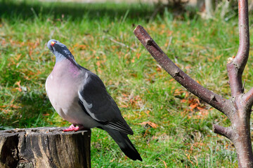 Portrait einer Ringeltaube