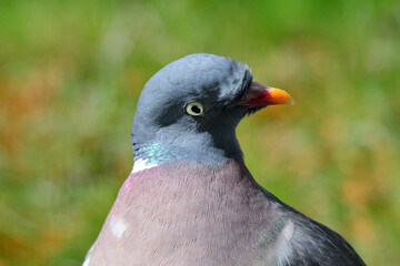 Portrait einer Ringeltaube