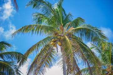 Fototapeta na wymiar coconut palm tree on the Caribbean cost