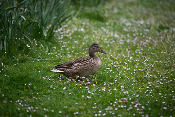 Portrait of wild duck walking in the grass on daisy background