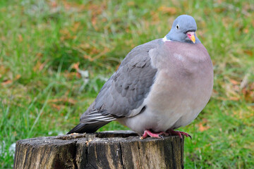 Portrait einer Ringeltaube
