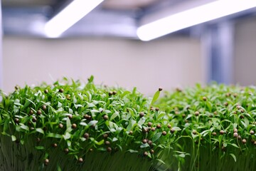 Growing cilantro micro greens in a farm, cilantro on the white background.