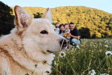Mom dad daughter son and big fluffy white dog are relaxing in chamomile field in park. Young Caucasian European happy family. Dog in foreground is clear and sharp and people in back are blurred.