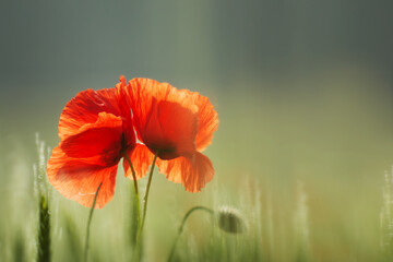Fototapeta premium Transparency and delicacy of poppies in the wind