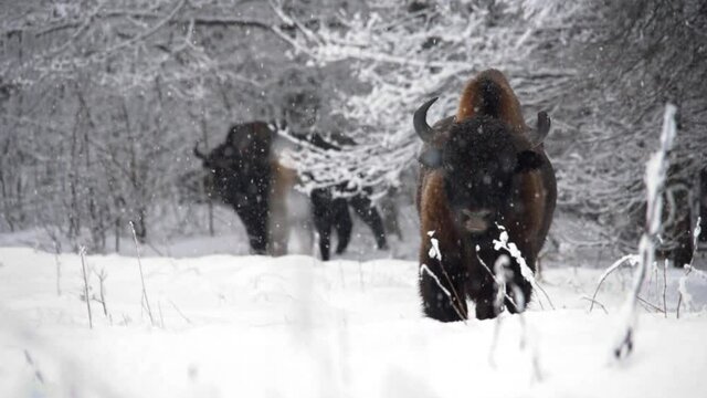 Wisent in a blizzard in the forest