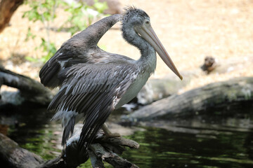 pelican on the branch by the lake