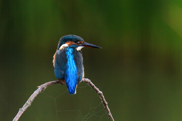 kingfisher on the branch