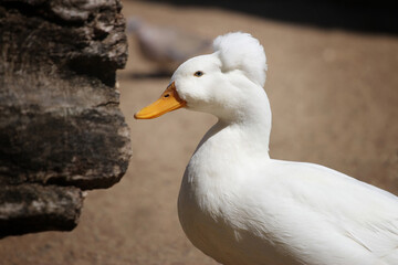 white duck on the farm