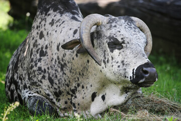 lying zebu on the farm, indicine cattle
