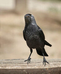 Western Jackdaw on the fence