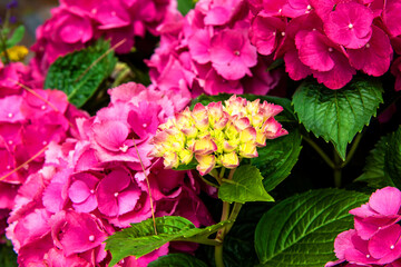 The beautiful Hydrangea flower close-up blooming in the garden with colorful bokeh.