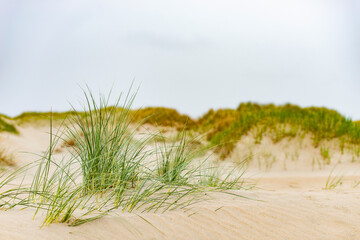 Sand dunes and grass near the beach on Texel island in the Netherlands during summer.