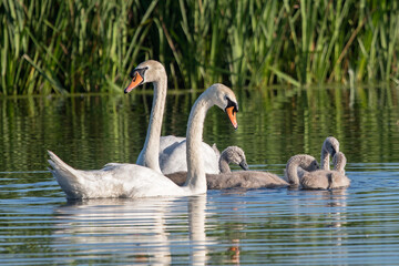 Swan Cygnet family