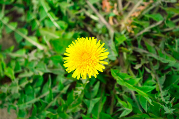 close-up - a bright yellow dandelion growing among the greenery in a meadow