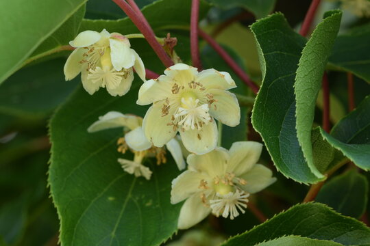 Actinidia arguta, the hardy kiwi blooming. Actinidia flowers and leaves.