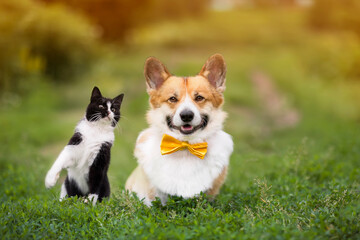 furry friends funny cat and corgi dog walks on summer meadow on green grass