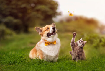 fluffy friends funny cat and a corgi dog walks in a summer meadow on the green grass and catches a flying butterfly