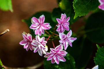 The beautiful Hydrangea flower close-up blooming in the garden with colorful bokeh.