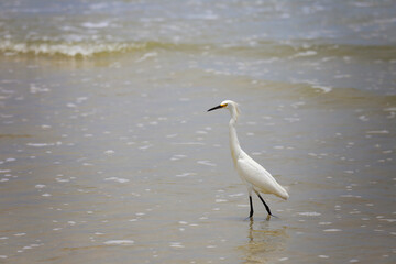 Great Blue Heron fishing on the beach 