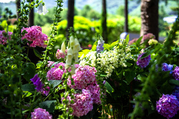 Obraz premium The beautiful Hydrangea flower close-up blooming in the garden with colorful bokeh.