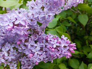 lilac flowers in the garden