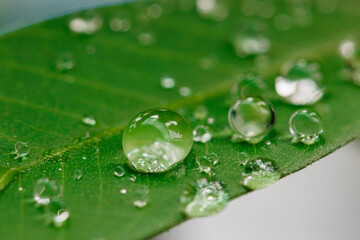 Raindrop of water sparkle in morning ,Large beautiful drops of transparent  on a green leaf macro ,Natural background with free space.