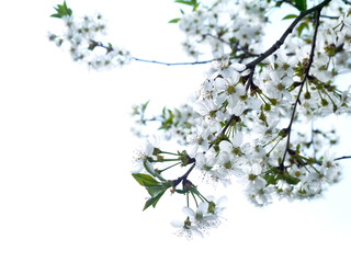 Blooming branch of a cherry tree with small flowers on a white background. - 440281720