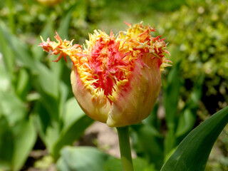 Growing varietal Dutch tulip of orange color with yellow fringes. - 440281783