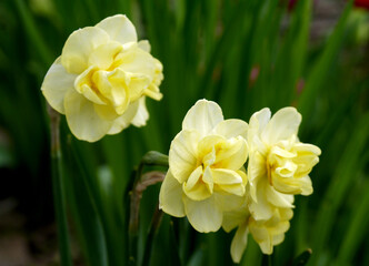 Growing varietal Dutch daffodil of yellow color with small flowers. - 440281902