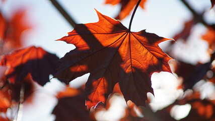 maple leaves in autumn