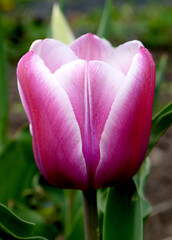 Growing varietal pink Dutch tulip with a white border. - 440281921