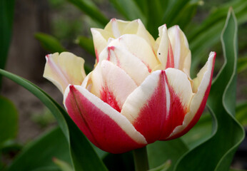 Growing high-quality Dutch terry tulip pink with a white border. - 440281944