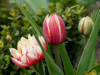 Growing high-quality Dutch terry tulip pink with a white border. - 440281966