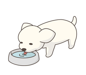 水を飲む犬　チワワ