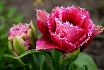 Growing varietal Dutch terry tulip pink with white fringe. - 440281986