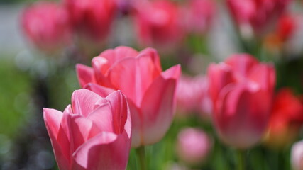 pink tulips in spring