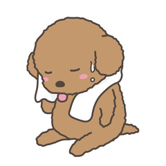 汗をタオルで拭いている犬　トイプードル