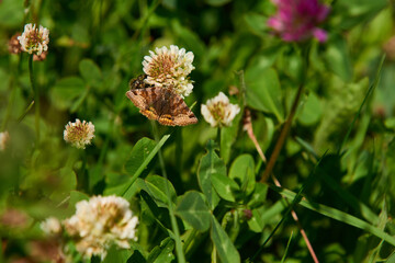 Braune Tageule (Euclidia glyphica)	