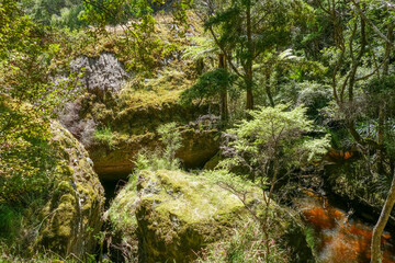 Around Wairere Boulders in New Zealandovergrown,dense,